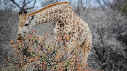 Ağaclar "kimyəvi dil" inkişaf etdirib: Gizli ünsiyyət necə işləyir?