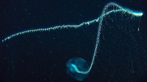 Dörd avtobusdan uzun: Bu hansı ölümcül yırtıcıdır?