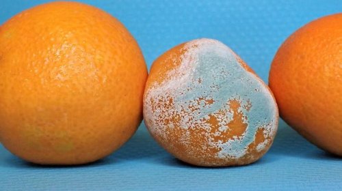Aldığımız mandarin nə üçün tez kiflənir?