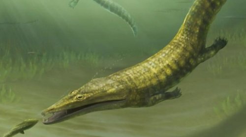 Alimlər ən qədim "dəniz canavarları" barədə heyrətamiz detallar aşkar etdi