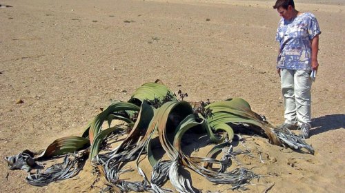 Mavi balinadan uzun və "duman içən" bitki: Onu "canlı fosil" adlandırırlar