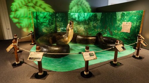 Bir tondan ağır, TIR qoşqusu qədər uzun: Dünyanın ən böyük ilanları