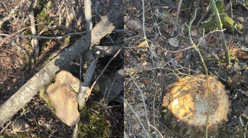 Oğuzda 40 ağacın kəsilməsinə görə polis cinayət işi başladı