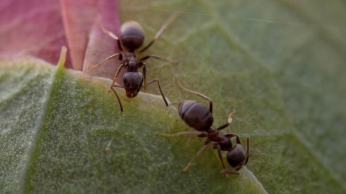 Erkəkləri olmayan parazit qarışqa növü kəşf edildi: Bu necə mümkündür?