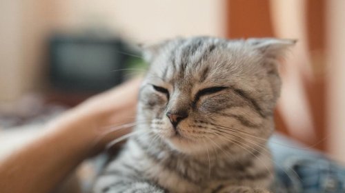 Pişiklərin itaətsizliyinin 6 səbəbi