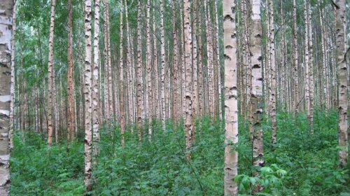 Bağ üçün ən pis 9 ağac: Niyə əkməməlisiniz və alternativləri varmı?