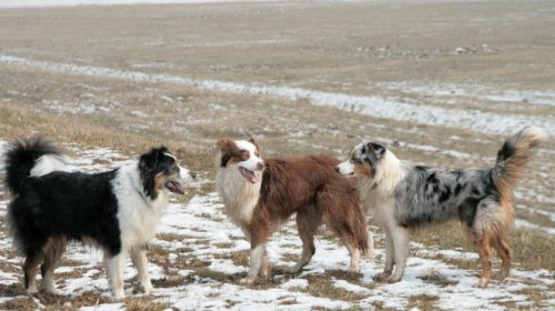 Hansı it cinsini yetişdirmək ən asandır? - Ağıllı və etibarlı dost