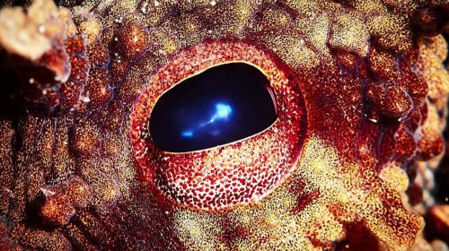 İnsanlar yox olsa, Yer üzündə əsas növ hansı olacaq?