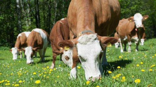 Şərqi Zəngəzur və Qarabağ iqtisadi rayonlarında heyvan xəstəliklərindən azad zonaların sərhədləri müəyyənləşdirilib