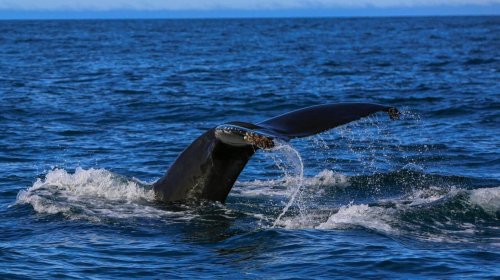 Okeanın dərinliklərindən gələn qəribə səs: Alimlər sirri açdı