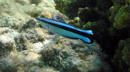 Bu kiçik balıqlar yalnız bəzi məməlilərdə olan bir bacarıqla alimləri heyrətləndirdi