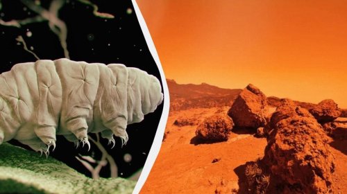 Açıq kosmosda sağ qalan təkamül qurdları belə belə Marsda yaşaya bilmədi