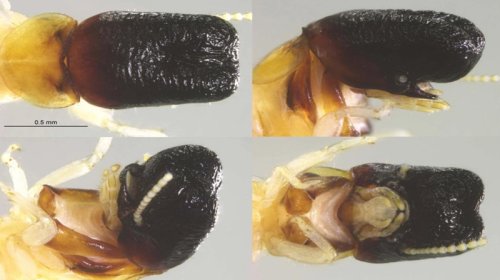 Unikal kəşf: Alimlər "balina başlı" qeyri-adi həşərat kəşf etdi
