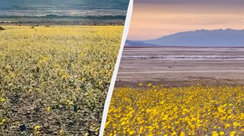 Ölüm vadisi çiçəklərlə örtüldü: Turistlər nadir "superçiçəklənməni" görməyə gedir