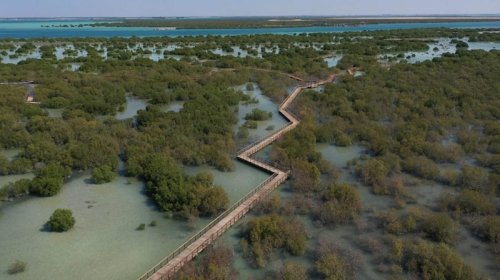 Manqrov meşələrində oksigen azalır: Alimlərdən ciddi nəticələr barədə xəbərdarlıq