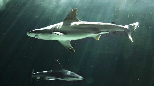 Bu köpəkbalıqları dostlaşa və "narahat" fərdlərdən uzaq qala bilir - TƏDQİQAT