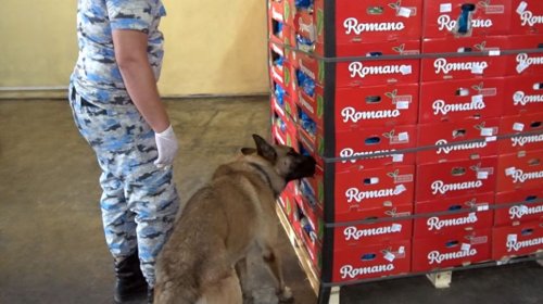 "Kahı" yükünün içərisində 56 kq marixuana aşkarlandı