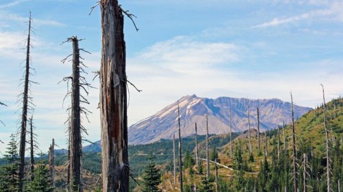 Vulkanın yandırdığı torpaq təcrübədən sonra canlandı: 40 mindən çox bitki bitir