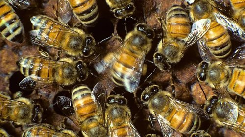Alimlər arı yuvasının içinə baxdılar - Gördüklərinə heyran qaldılar