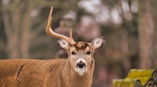 Marallar hər il buynuzlarını tökür: Niyə onları götürmək olmaz?