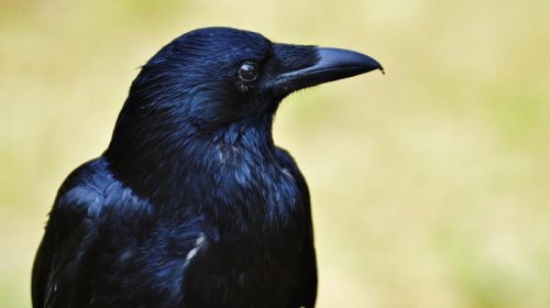 Alimlər: Qarğalar çox çətin zəka testində meymunları üstələyir