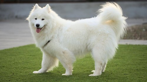 Bəzi itlərdə musiqi qabiliyyəti kəşf edildi: Səslərini melodiyaya uyğunlaşdırırlar