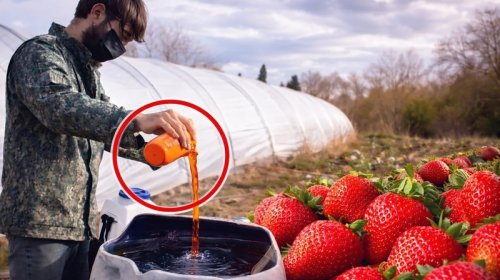 Azərbaycanda çiyələyə zəhərli maddələr qatılır? - Dəhşətli görüntülər