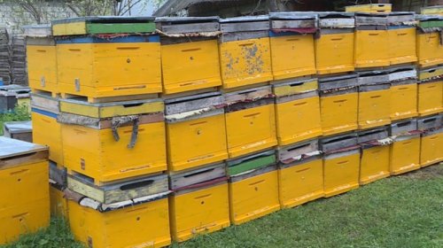 Azərbaycana xaricdən gətirilən arılar risk yaradır - Arıçılardan həyacan təbili