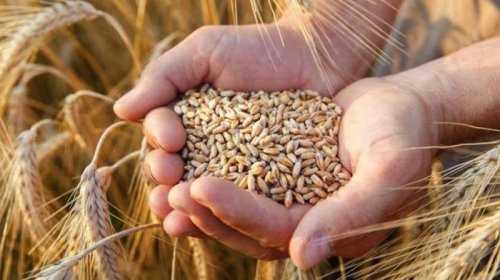 Bu il ölkəmizdə neçə hektar sahədə taxıl əkilib? - Rəsmi açıqlama