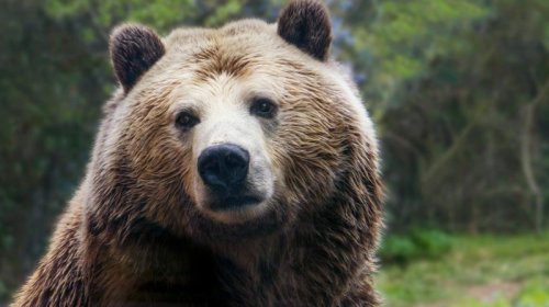 Ovçuluqdan vegetarianlığa: Getdikcə daha çox ayı bitki mənşəli qidaya keçir