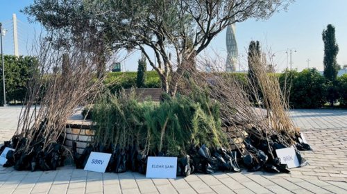 Ağac tingləri niyə fantastik dərəcədə bahadır?