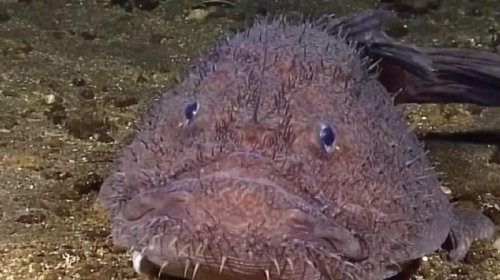 Okeanın ən qorxulu balıqlarından biri gözlənilməz şəkildə təkamül edib