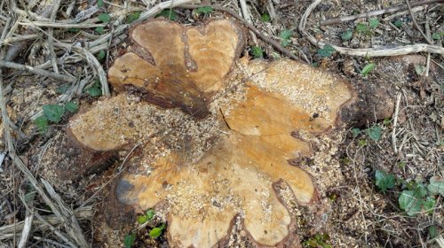 Oğuzda qızılağaclar kəsildi: Saxlanılanlar var - FOTO