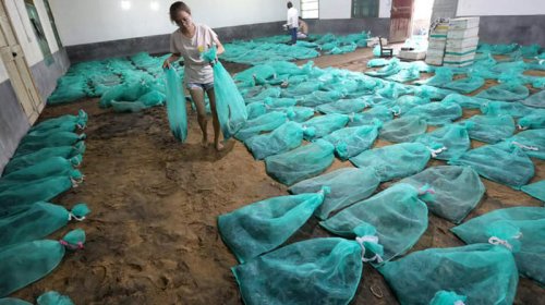 Qadın zəhərli ilanların yetişdirilməsindən ildə 150 min dollar qazanır