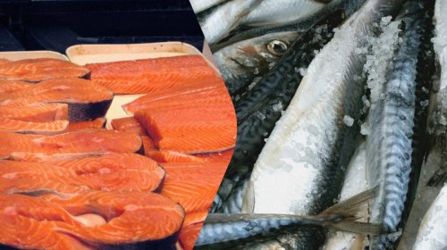Qızılbalıq, yoxsa skumbriya: Fərq nədir və hansı balıq daha faydalıdır?