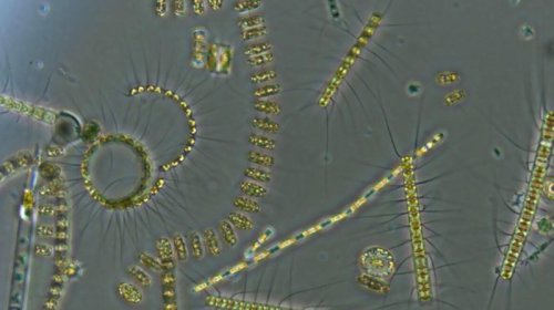 Alimlər 445 milyon illik daşı parçaladı - İnanılmaz tapıntı