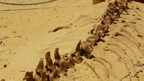 Sahrada nəhəng dinozavr aşkar edildi: Digərlərinə heç bənzəmir