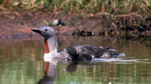Bıçağa bənzəyən dimdik: Bədəni torpedonu xatırladan bu quş hansıdır?
