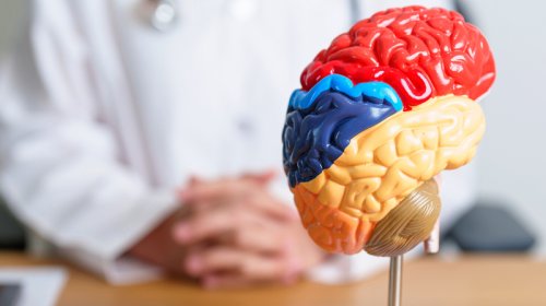 Alim səhərlər beynin fəaliyyətini aktivləşdirməyin iki yolunu açıqladı