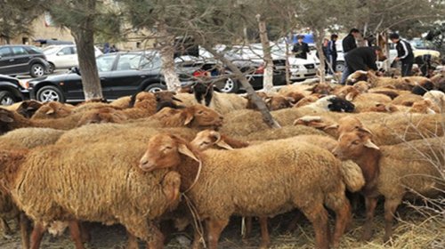 Qurban bayramında qoyun əti neçəyə olacaq? - RƏQƏMLƏR