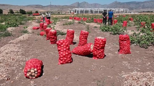Bərdədə soğanın qiyməti əkinçilərin "gözünü yaşardır": 30 kilosu 2 manata...