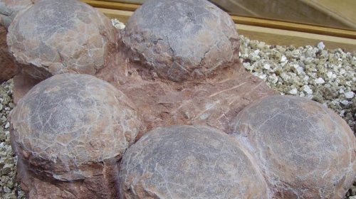 Fransada 100-dən çox bütöv dinozavr yumurtası tapıldı: Onlar ora necə düşüb?