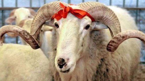 Qurban əti necə bölüşdürülməlidir? &ndash; İlahiyyatçı AÇIQLADI