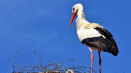 Leyləklər Afrikadan imtina edib zibilliklərdə məskunlaşır: Səbəb alimləri təəccübləndirdi