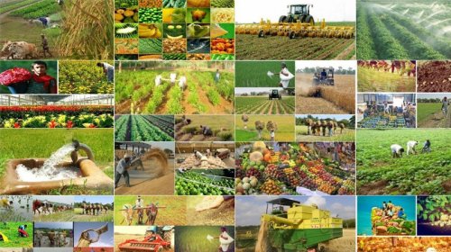 Kənd təsərrüfatının inkişafı üçün hansı işlər görülməlidir?