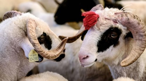 Qurban bayramı ərəfəsində ətin qiyməti niyə qalxır?