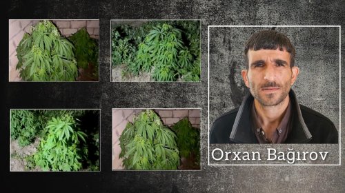 Salyanda çətənə kolları yetişdirən şəxs həbs edilib