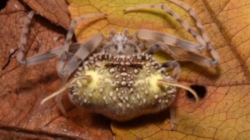 Ekvadorda alimlər yeni zombi hörümçək növü tapdı