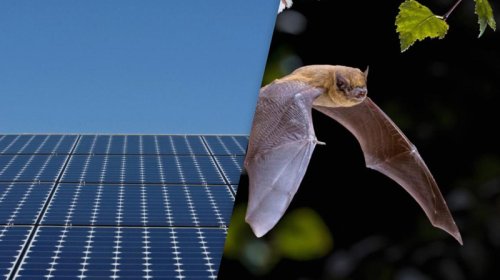 Günəş panelləri yarasalar üçün tələyə çevrildi, səbəb elektrik deyil