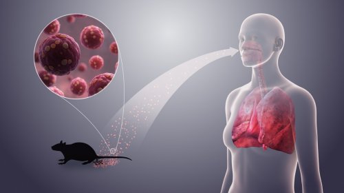 Hantavirus qorxusu geridə qaldı: &ldquo;Pandemiya yarada bilməz&rdquo;